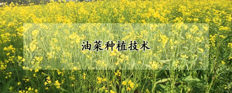 油菜種植技術