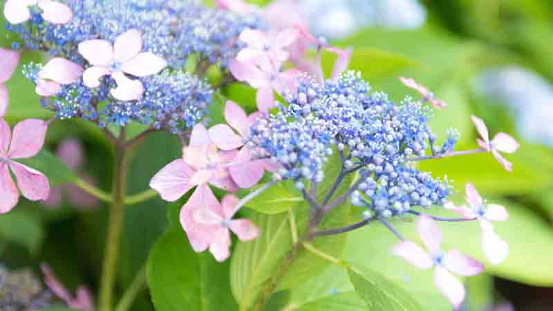 繡球花葉子邊緣干枯