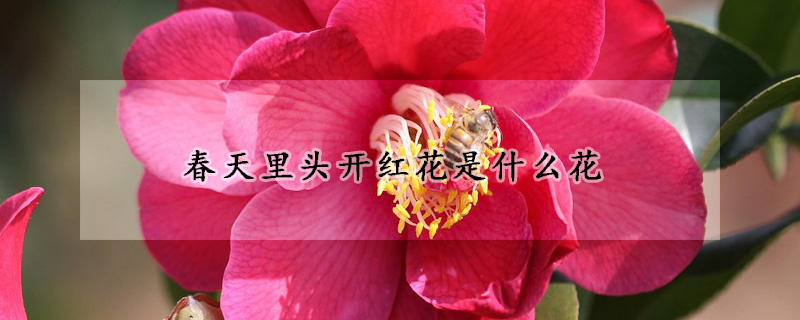 春天里頭開紅花是什么花