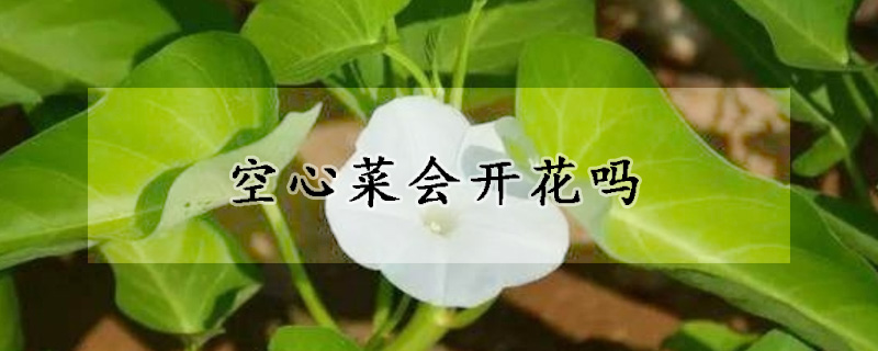 空心菜會(huì)開花嗎