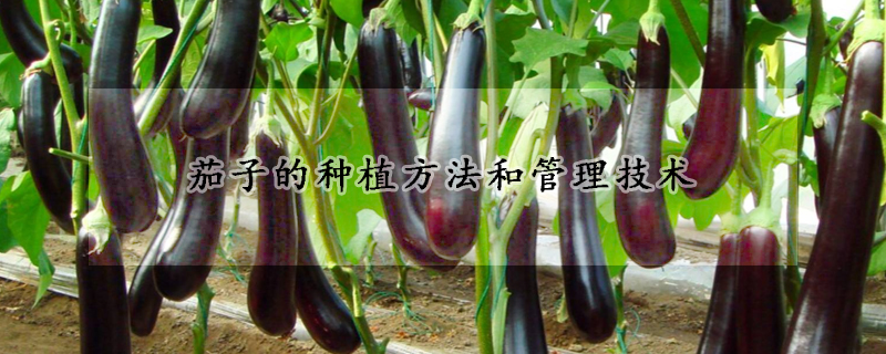 茄子的種植方法和管理技術