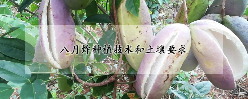 八月炸種植技術(shù)和土壤要求