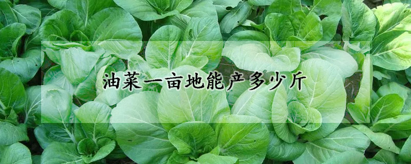 油菜一畝地能產多少斤