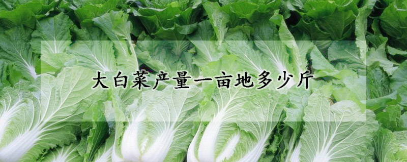 大白菜產(chǎn)量一畝地多少斤