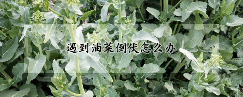 遇到油菜倒伏怎么辦