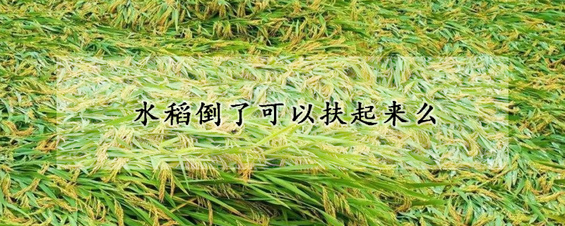 水稻倒了可以扶起來(lái)么