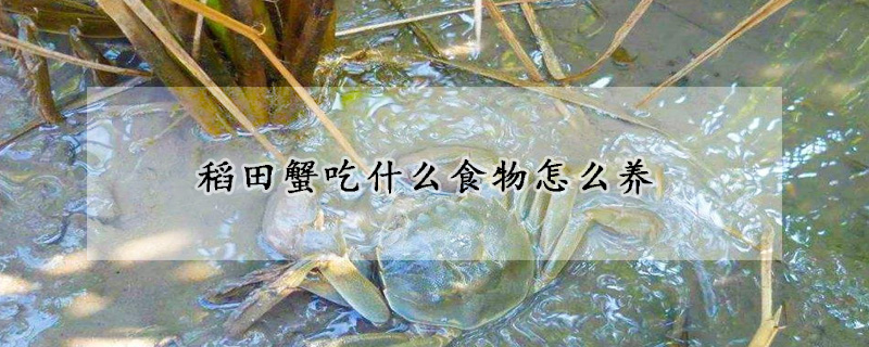 稻田蟹吃什么食物怎么養(yǎng)