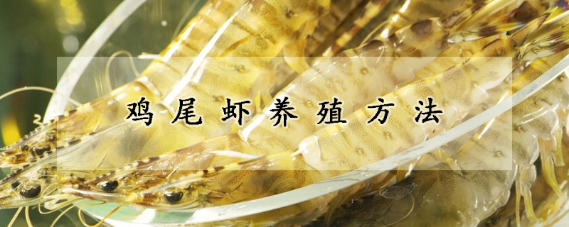 雞尾蝦養(yǎng)殖方法