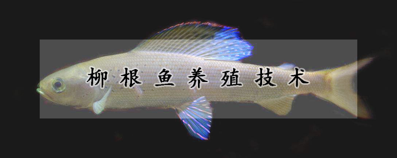 柳根魚養(yǎng)殖技術(shù)