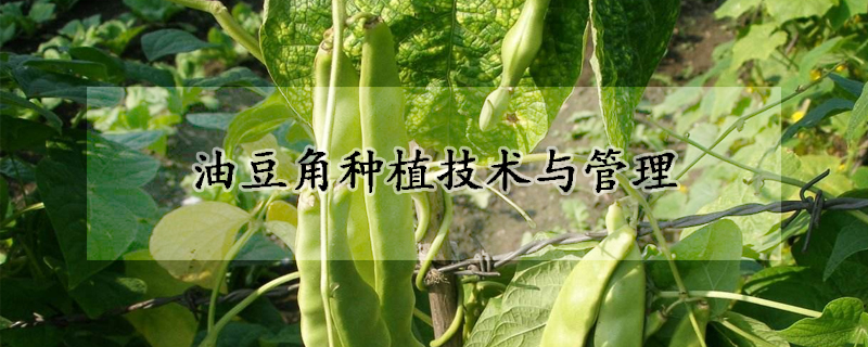 油豆角種植技術(shù)與管理