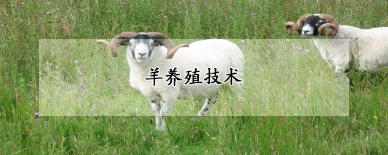 羊養(yǎng)殖技術(shù)