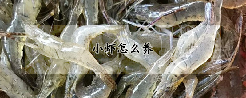 小蝦怎么養(yǎng)