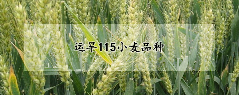 運(yùn)旱115小麥品種