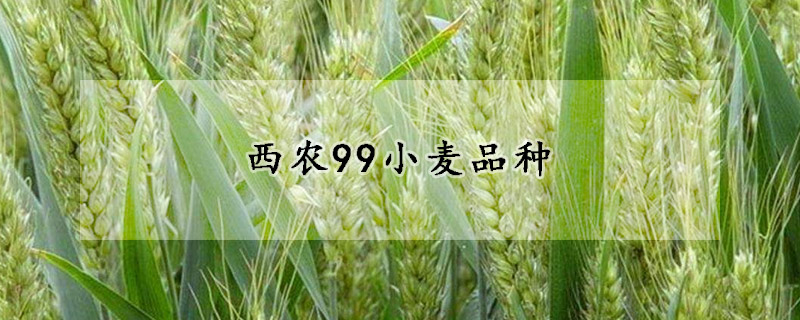 西農(nóng)99小麥品種