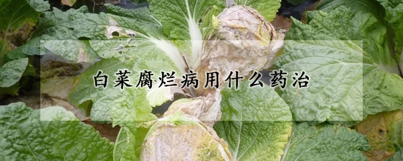 白菜腐爛病用什么藥治