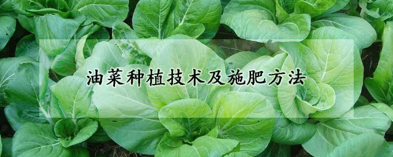 油菜種植技術及施肥方法