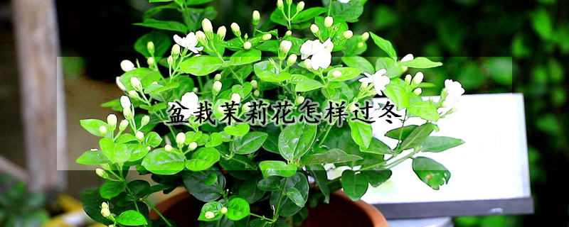 盆栽茉莉花怎樣過冬