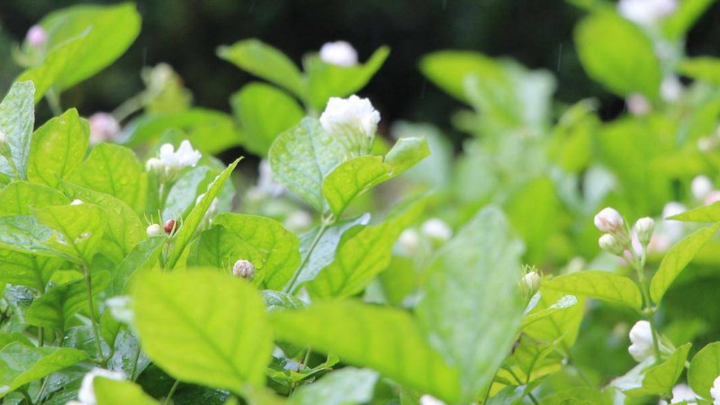 茉莉花什么時候修剪