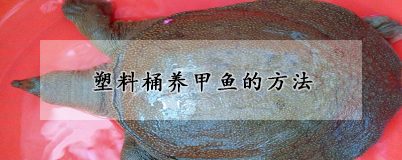 塑料桶養甲魚的方法