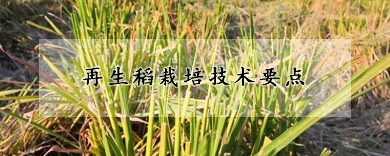 再生稻栽培技術(shù)要點(diǎn)