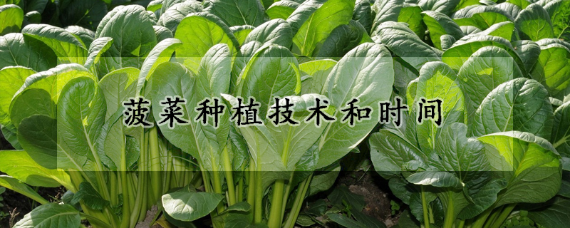 菠菜種植技術(shù)和時(shí)間