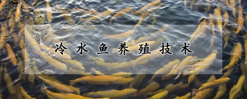 冷水魚養(yǎng)殖技術