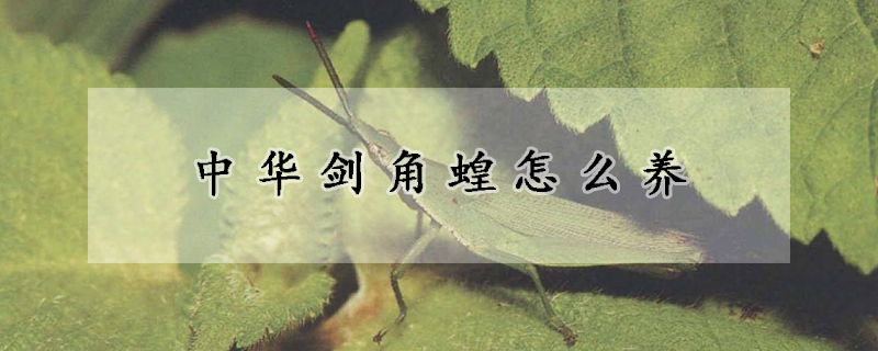 中華劍角蝗怎么養(yǎng)