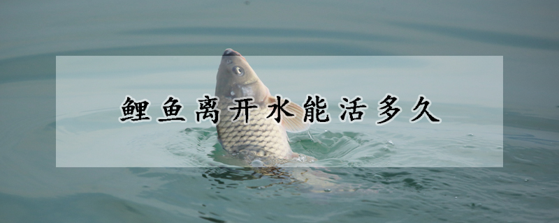 鯉魚離開水能活多久