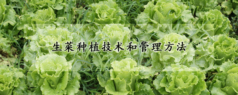 生菜種植技術(shù)和管理方法