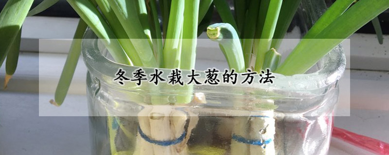 冬季水栽大蔥的方法