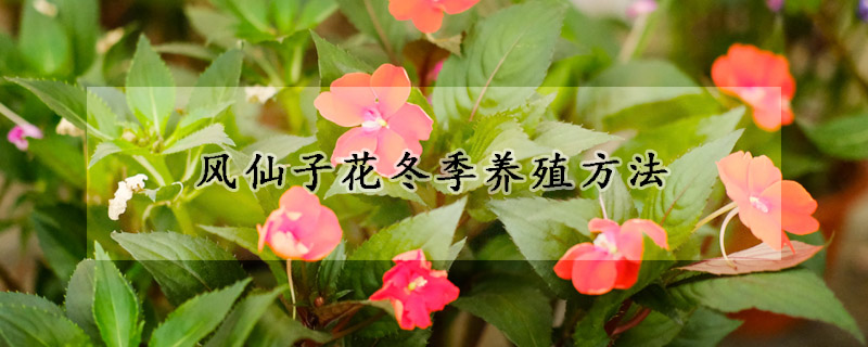 風仙子花冬季養殖方法