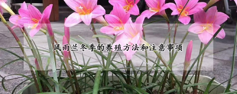 風(fēng)雨蘭冬季的養(yǎng)殖方法和注意事項(xiàng)