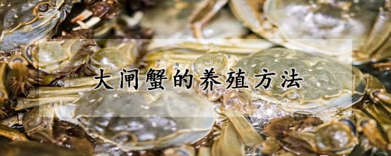 大閘蟹的養(yǎng)殖方法