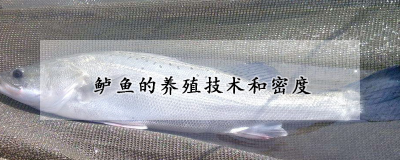 鱸魚的養(yǎng)殖技術(shù)和密度