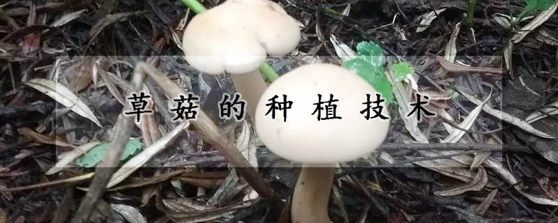 草菇的種植技術