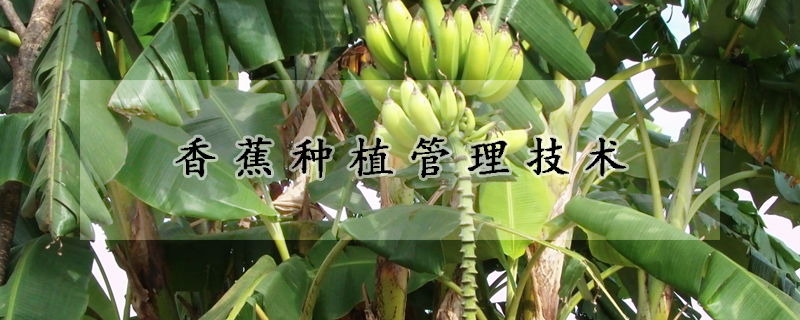 香蕉種植管理技術(shù)