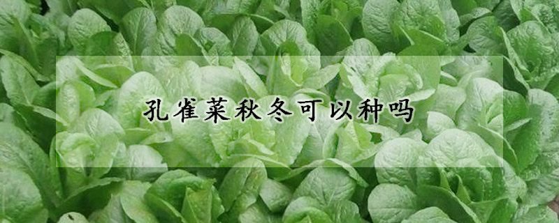 孔雀菜秋冬可以種嗎