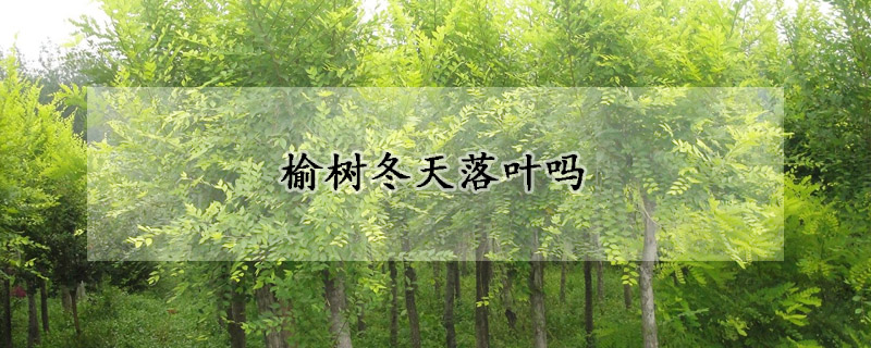 榆樹冬天落葉嗎