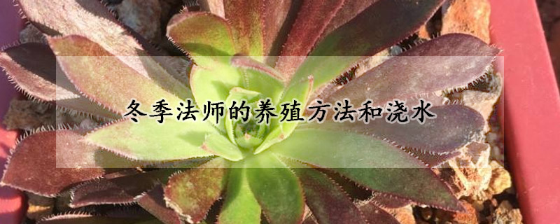 冬季法師的養(yǎng)殖方法和澆水