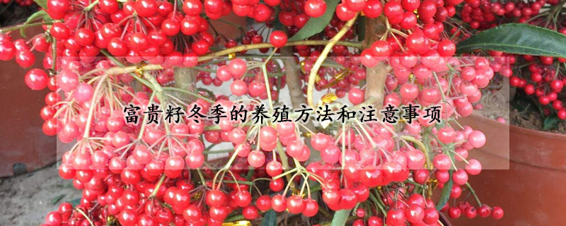 富貴籽冬季的養(yǎng)殖方法和注意事項