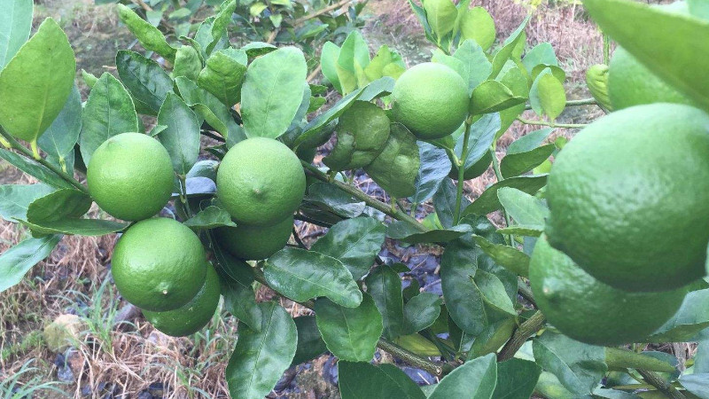 檸檬樹一年開幾次花結幾次果