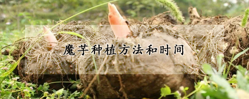 魔芋種植方法和時間