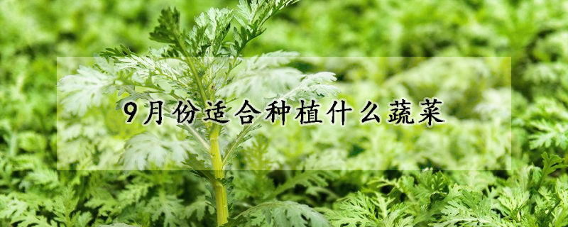 9月份適合種植什么蔬菜