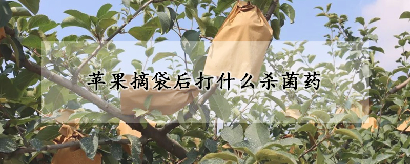 蘋果摘袋后打什么殺菌藥