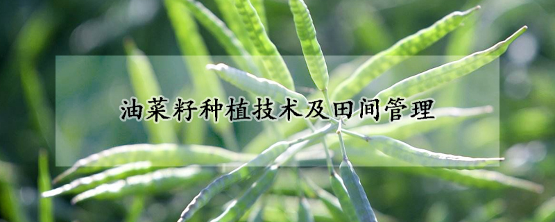 油菜籽種植技術(shù)及田間管理