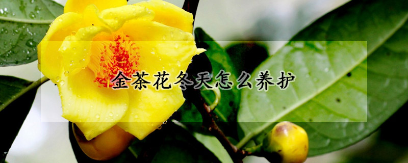 金茶花冬天怎么養(yǎng)護(hù)