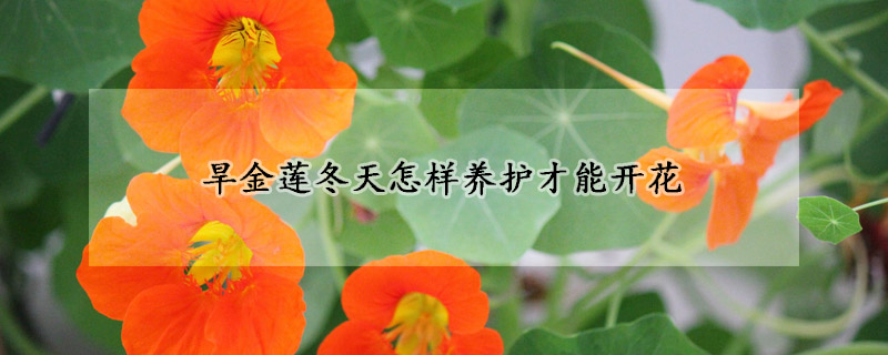 旱金蓮冬天怎樣養(yǎng)護才能開花