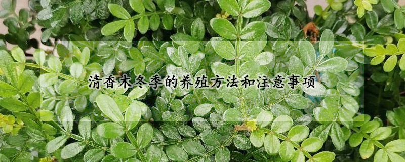 清香木冬季的養(yǎng)殖方法和注意事項