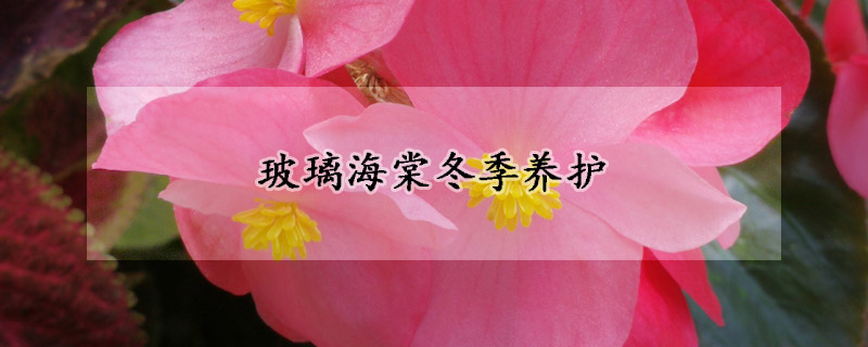 玻璃海棠冬季養(yǎng)護