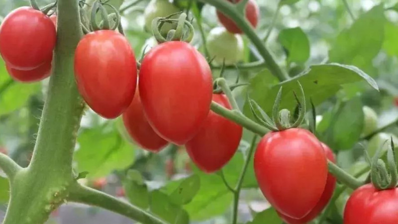 圣女果的種植方法和技術